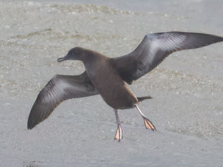 Grauwe pijlstormvogel