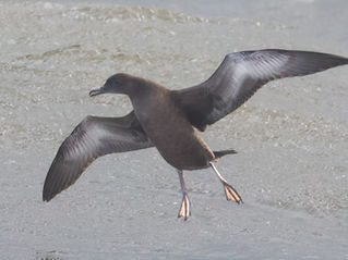 Grauwe pijlstormvogel