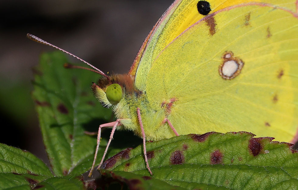 Oranje luzernevlinder