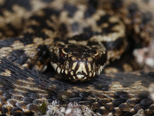 ADDERS EN RINGSLANGEN: DUBBELE CIJFERS!