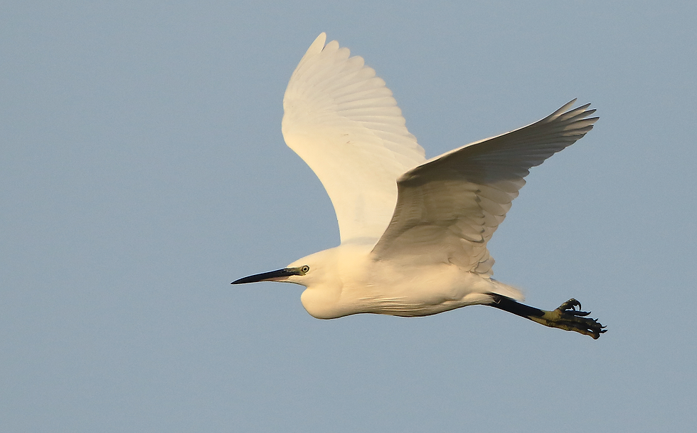 Laagdrempelige instapexcursies in Oostvaardersplassen