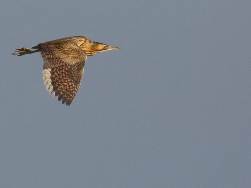 Vitamine D + vitamine V = Topdag rond de Afsluitdijk!