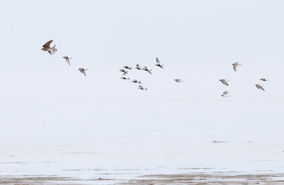 Smelleken met Bonte strandlopers en Bontbekplevieren