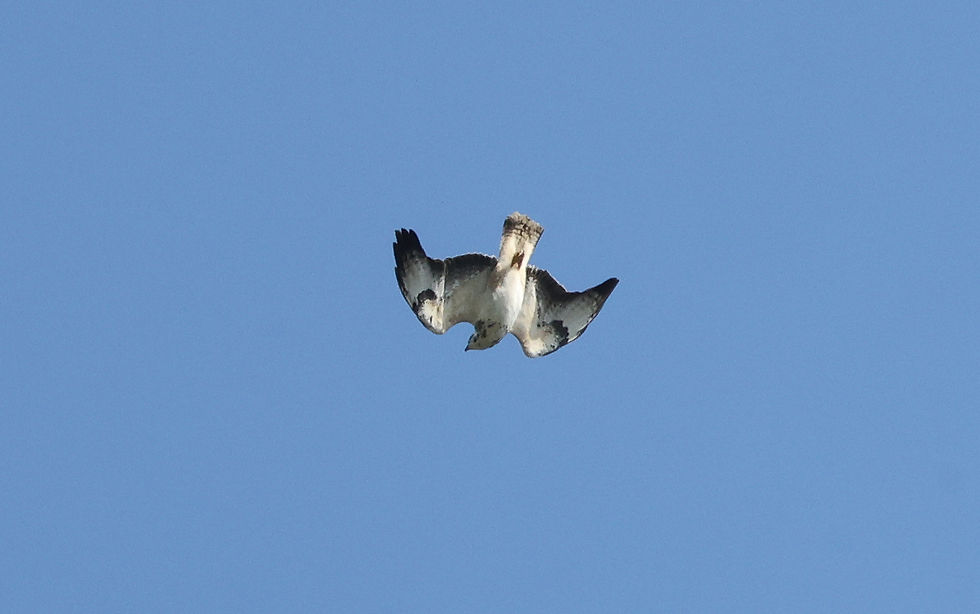 Baltsende Buizerd