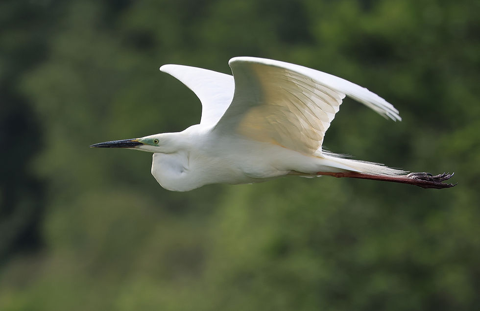 Grote zilverreiger in broedkleed, met sierveren, mintgroene teugel, zwarte snavel en roodachtige poten.