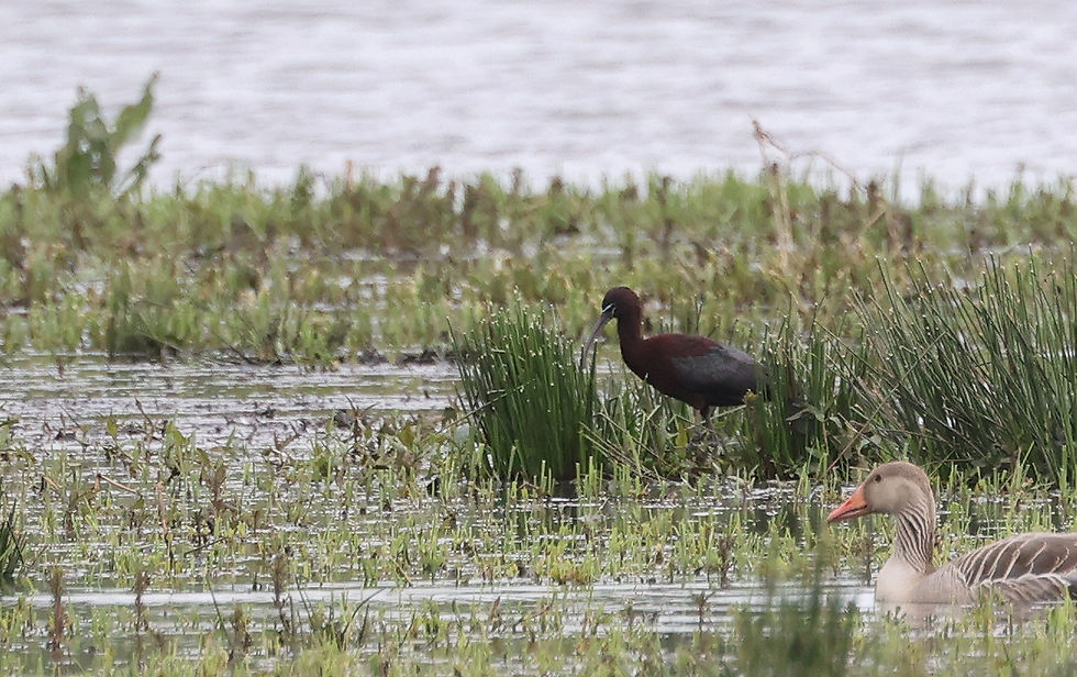 Een zeldzaam moment waarop een groot deel van de Zwarte ibis (inclusief snavel!) zichtbaar was.