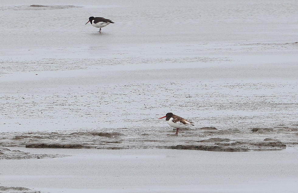 Nog een afwijkend exemplaar...