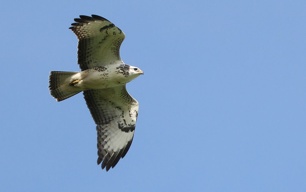 EƩn van de vele juveniele Buizerds die aan het eind van de middag eindelijk wat later overkwam.