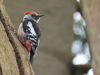 Middelste bonte specht