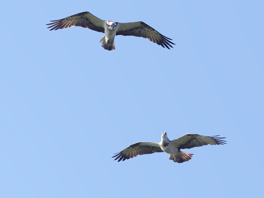 EXCURSIE NOORD-NEDERLAND: VAN NEGEN ROVERS, DERTIG KRANEN EN VELE STERNS!