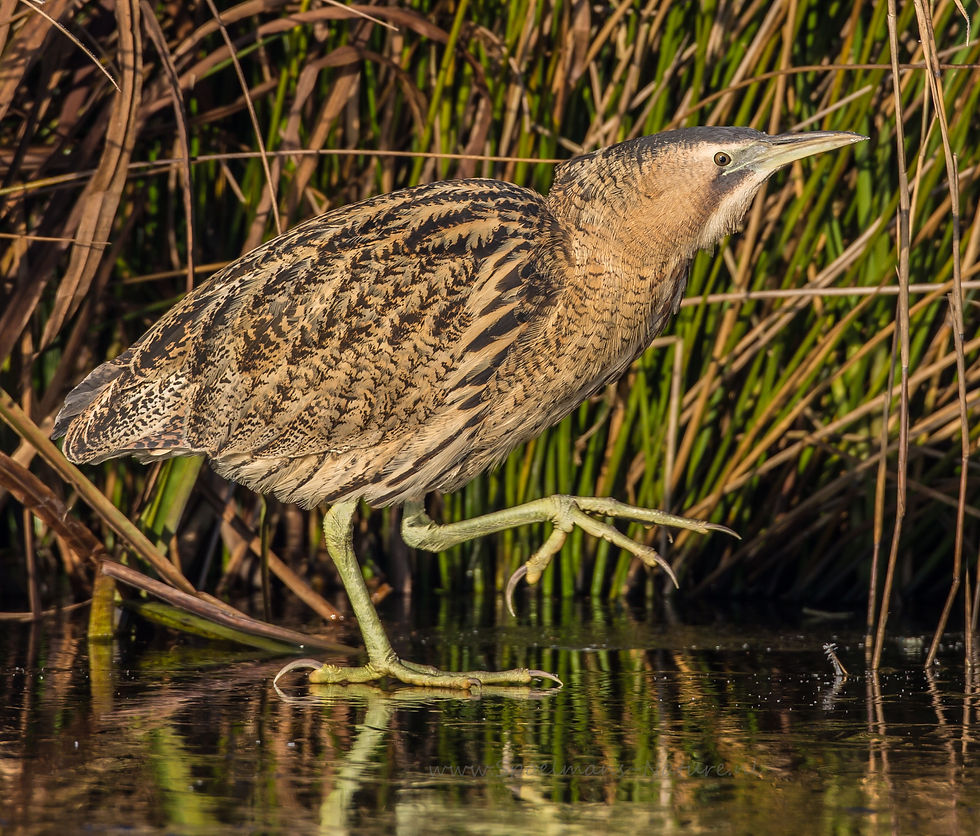 Minibusexcursie: Friese IJsselmeer- en Waddenkust