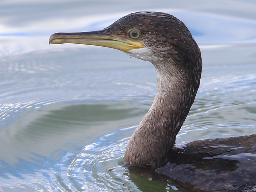 ZUIDPIER EN KENNEMERMEER: WANDELEXCURSIE DIE HEERLIJK LIEP!
