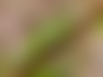 Boomkikkers, arenden, stelten en meeuwen: een vol weekend!