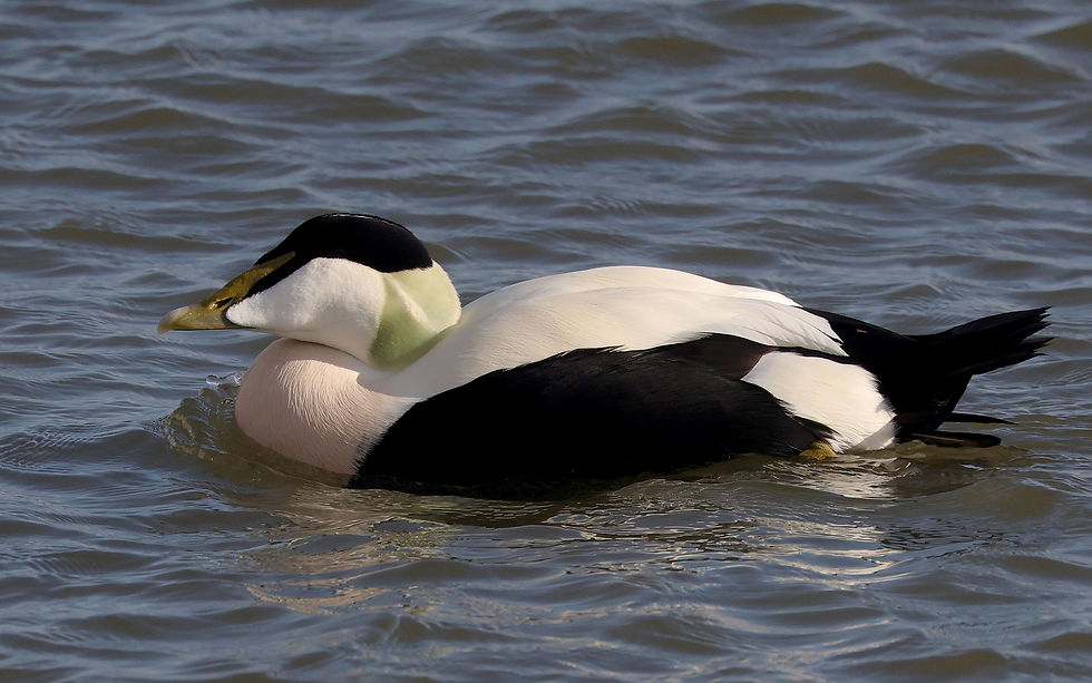 Man Eider