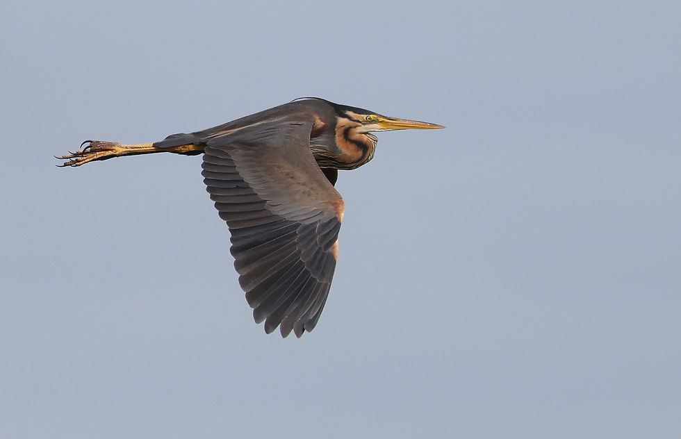 Purperreiger