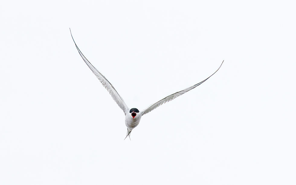 Zo kennen we de soort vooral uit het buitenland en wanneer je je in de broedgebieden bevindt. Een pet is dan geen overbodige luxe. Deze vogel had het ditmaal echter niet op ons voorzien, maar was aan het baltsen.