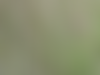 WANDELEXCURSIE FOCHTELOËRVEEN: AFSLUITING IN DE VORM VAN EEN NIEUW BEGIN!