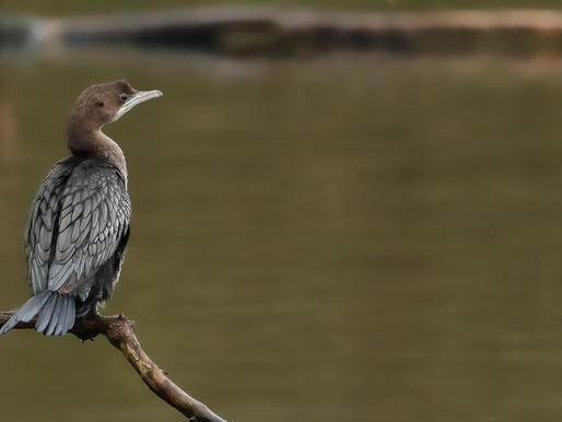 HERKENNING VAN MEEUWEN: PONTENFEEST MET DWERGINTERMEZZO (EN KORTING)!