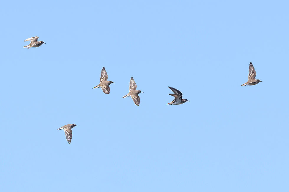 Temmicks strandlopers