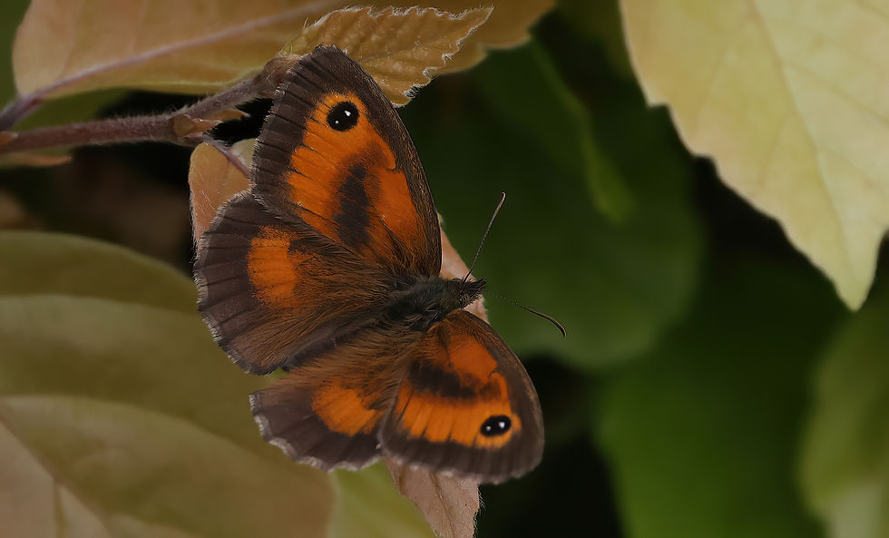Oranje zandoogje