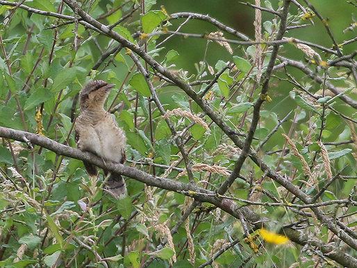 LAST MINUTE DRAAIHALZEN FOCHTELOËRVEEN: BONUSDAG VOL SPECIALITEITEN!