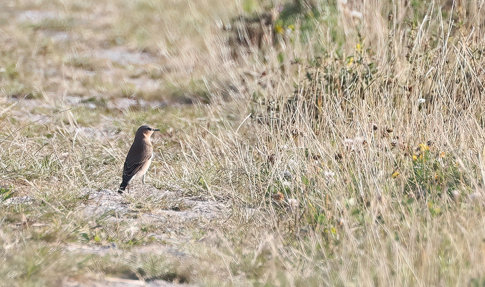 Tapuit