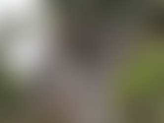 ROOFVOGELS IN NOORD-NEDERLAND: ZE LIETEN ONS NIET IN DE STEEK!