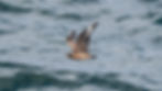Juveniele Grote jager