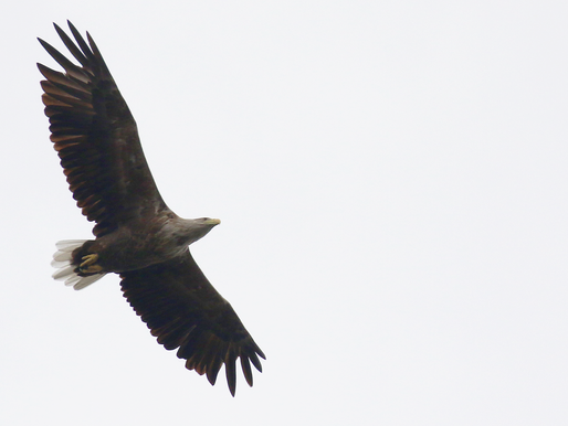 Vakgroepuitje Rijksuniversiteit: dagje ontspanning in jubilerend Lauwersmeer