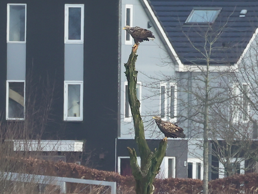 ***TWEE HEERLIJKE EXCURSIES MET ZON EN EEN...BINNENLANDSE ZEEVOGEL!!***