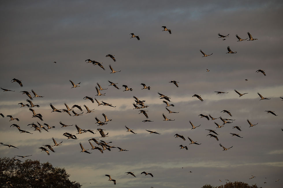 Foto: Loekie Andriessen