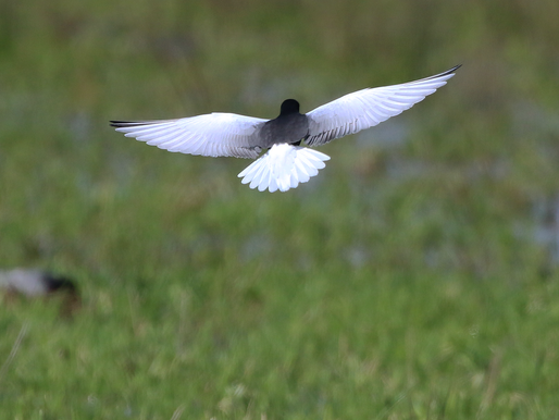 VOGELWEEKEND GRONINGER HOOGTEPUNTEN: Er gaat écht niets boven...!