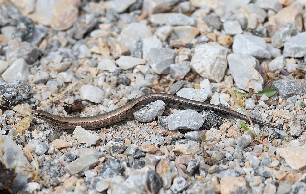 Budaks slangenoogskink, iets tussen een hagedis en een hazelworm in!