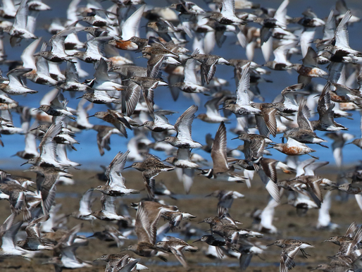 WAANZINNIG WESTHOEK!