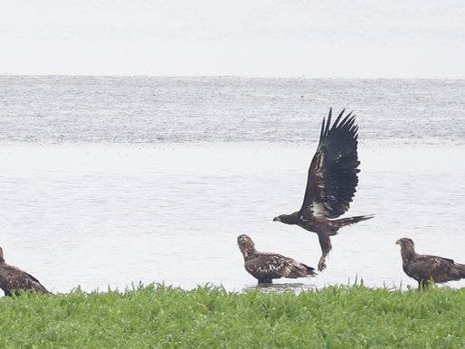 WAT IS DE OVEREENKOMST TUSSEN ZEEARENDEN EN GIDSEN VAN BIRDINGHOLLAND.NL??