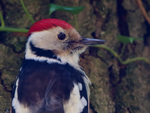 SPECHTEN EN OEHOE IN DE ACHTERHOEK: BEGIN EN EINDE VAN HET VOORJAAR...