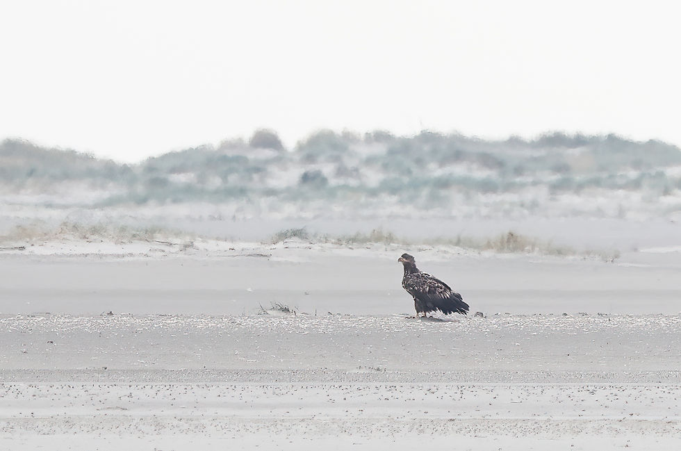 Zeearend op Engelsmanplaat
