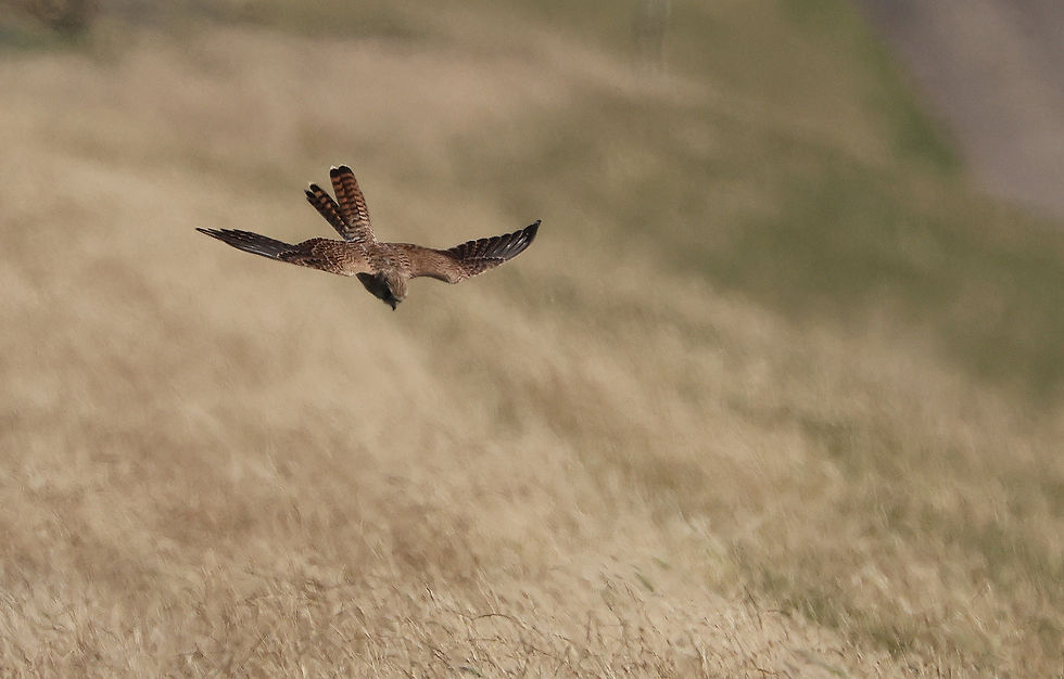 Langs de dijk zag je op sommige momenten 15 Torenvalken. Sommige bleven kort jagen, de meeste vlogen uiteindelijk zuidwaarts langs ons.