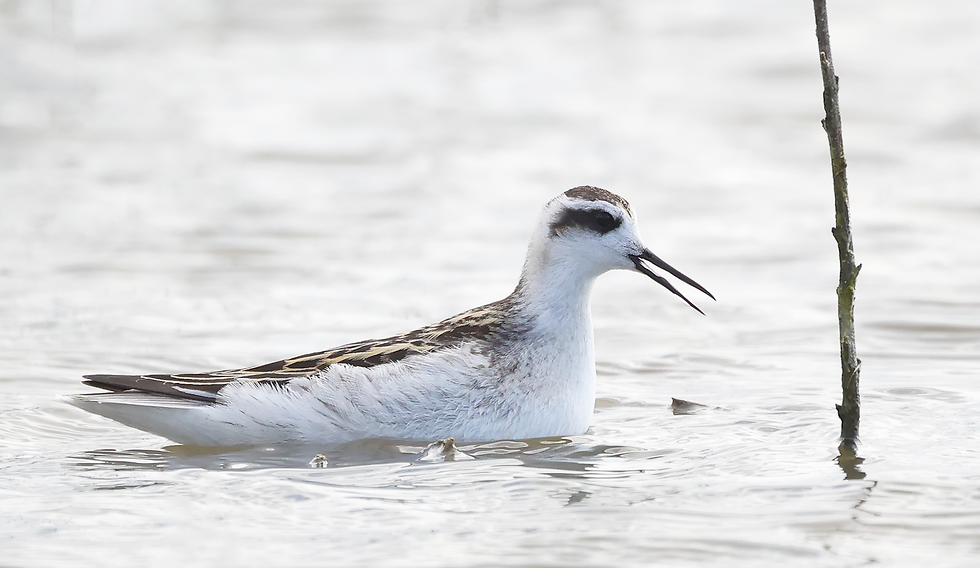 MINIBUSEXCURSIE: Honderd soortendag, de najaarseditie!
