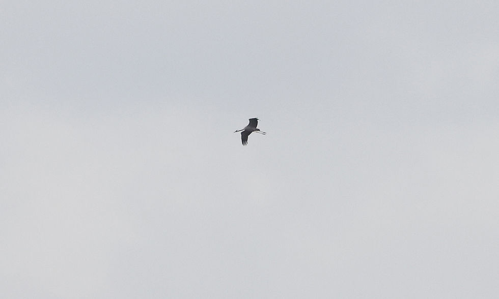 Kraanvogel