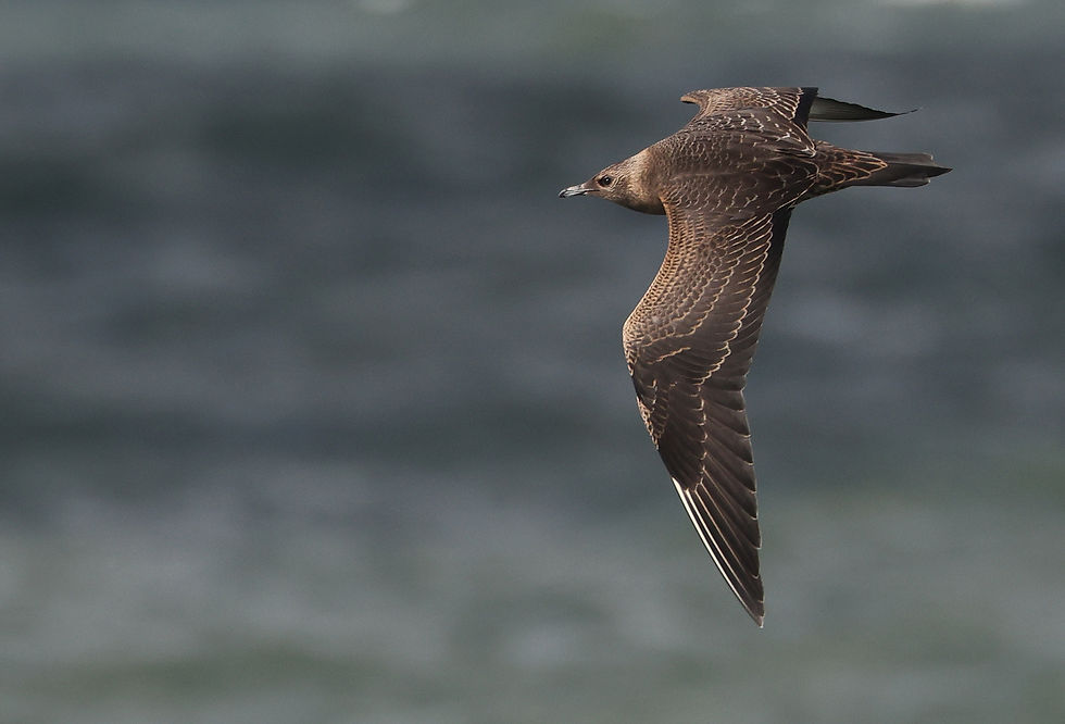 Even 'crispy' juveniele Kleine jager