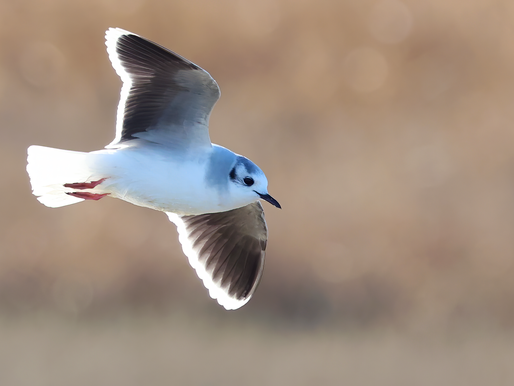 LAUWERSMEER COMPLEET: IK HEB EEN WAGEN VOLGELADEN...