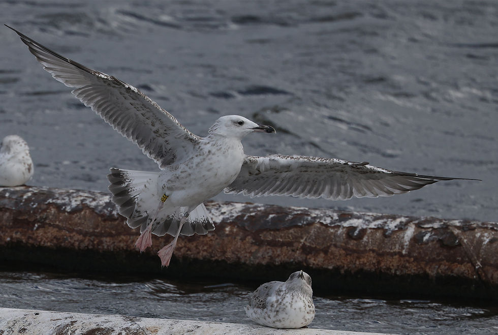 Tweedejaars Pontische meeuw uit een Nederlands nest. Code Geel DE