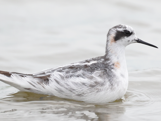 **PRIVÉ-EXCURSIE WADDENKUST: FRAPO-SHOW, HET VERVOLG!***
