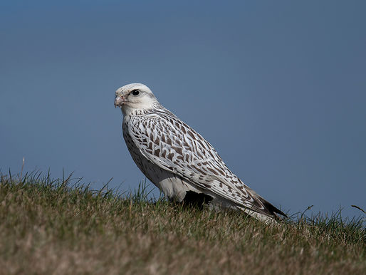 BOEIEND WESTHOEK: MASSA'S STELTLOPERS EN BIJZONDERE ESCAPES!