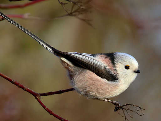 Wintervogels langs de randmeren: lekker uitwaaien en lekker veel vogels!