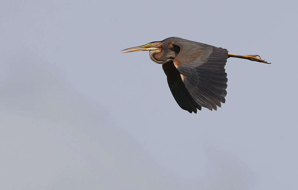 Purperreiger