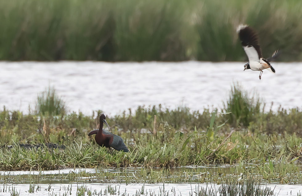 Zwarte ibis: heel even vrij en meteen op de nek gezeten door boze Kieviten