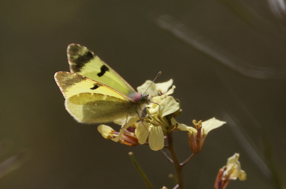 Groen marmerwitje