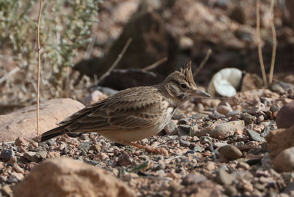 Langsnavelkuifleeuwerik